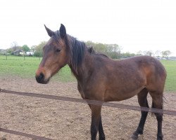 Springpferd Idylle du Bonheur Pss (KWPN (Niederländisches Warmblut), 2013, von I'm Special de Muze)