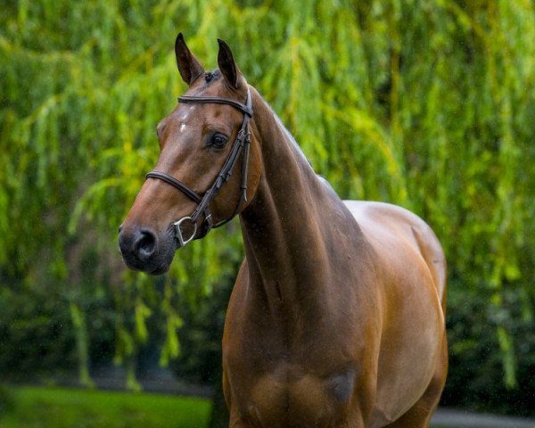 jumper I Am PP Z (Zangersheide riding horse, 2014, from I'm Special de Muze)