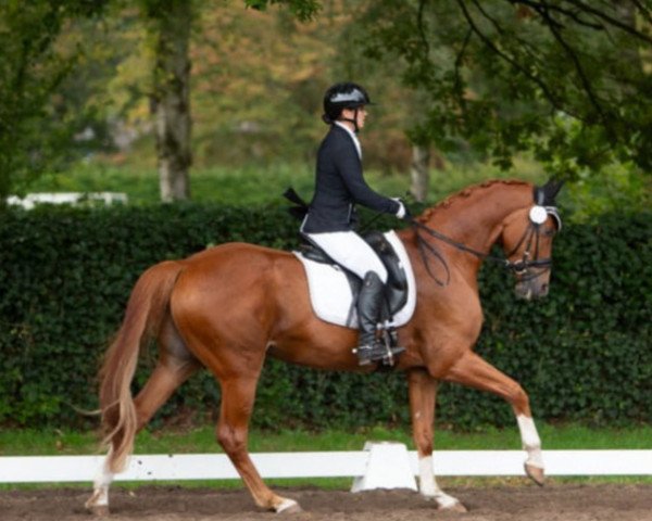 dressage horse Falco (Oldenburg, 2012, from Fürst Grandios) dressage horse Falco (Oldenburg, 2012, from Fürst Grandios)