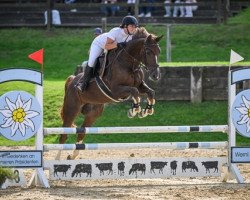 jumper Baluba II CH (Swiss Warmblood, 2016, from Baloubet du Rouet)