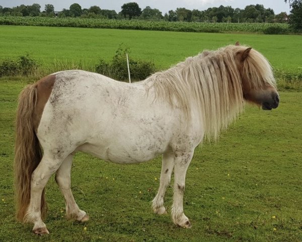 Zuchtstute Meerhusen’s Holly (Shetland Pony,  , von Obelix v. Hoeve Eelwerd)