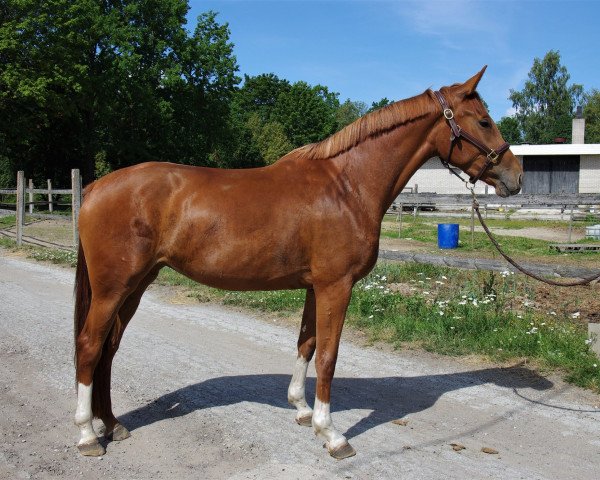 horse Iceberry K.S.H. (Estonian Sport, 2016, from I'm Special de Muze)