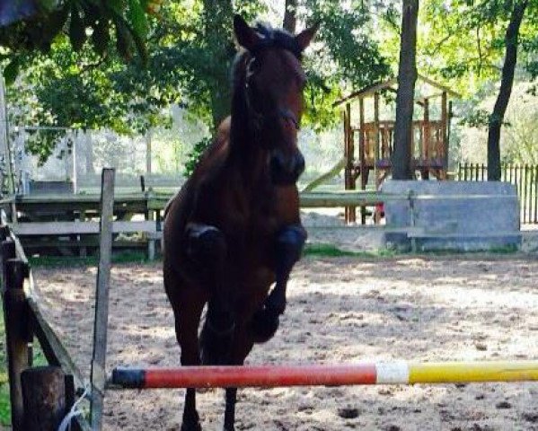 Pferd Roncalli Royal (Oldenburger, 2010, von Royal Doruto OLD)