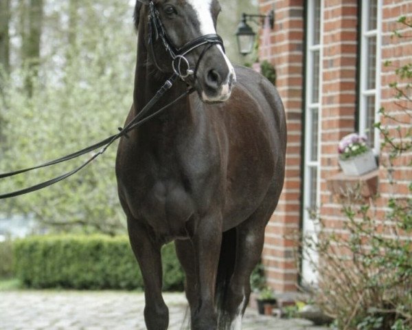 Pferd Van Helsing S (Deutsches Reitpony, 2011, von Valido's Highlight)