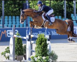 stallion Chageorge (Oldenburg show jumper, 2015, from Chacco-Blue)