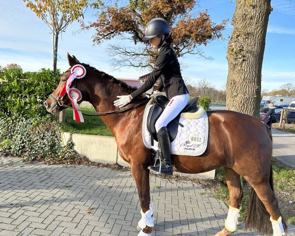 dressage horse Crown of Royal H (German Riding Pony, 2017, from Ceylon E WE)
