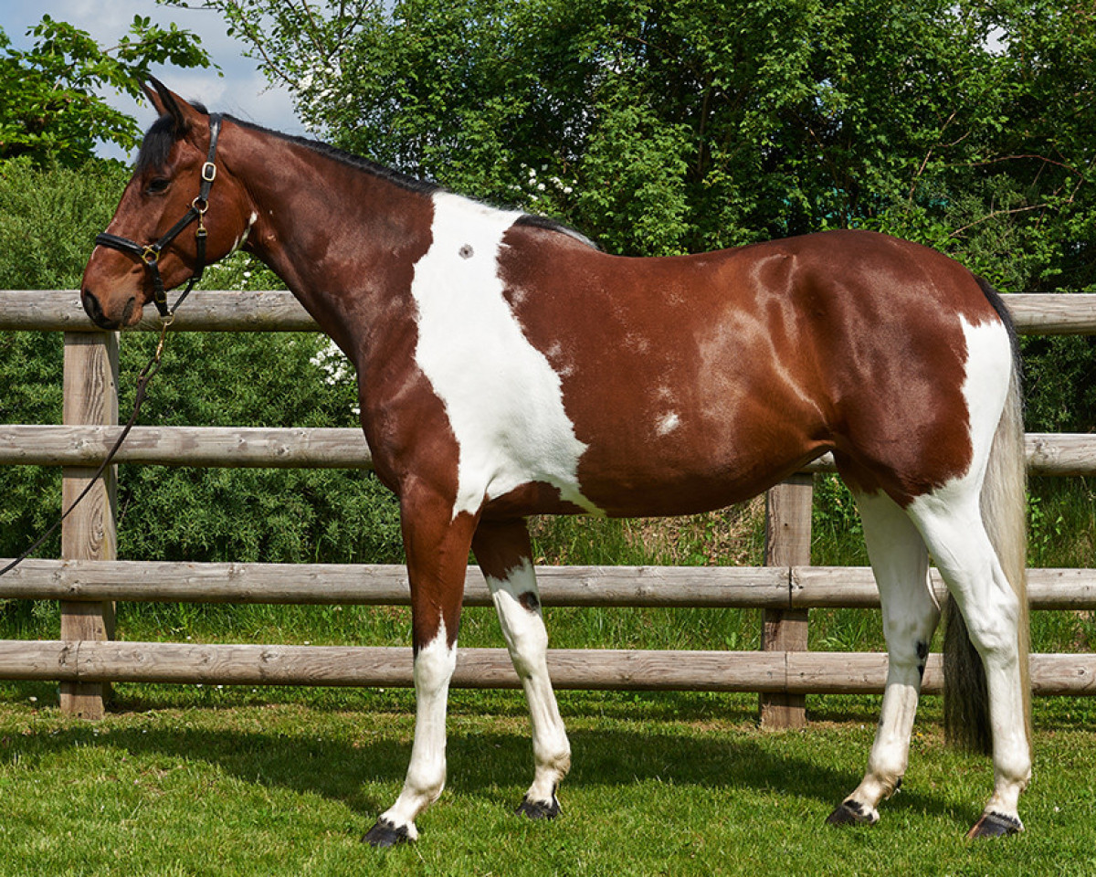 horse Ucs En Vouge (anglo european sporthorse, 2018, from I'm Special de Muze)