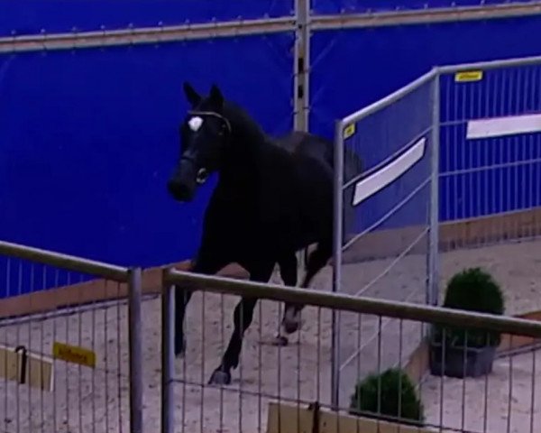 horse I'm Special Gold B (KWPN (Royal Dutch Sporthorse), 2013, from I'm Special de Muze)