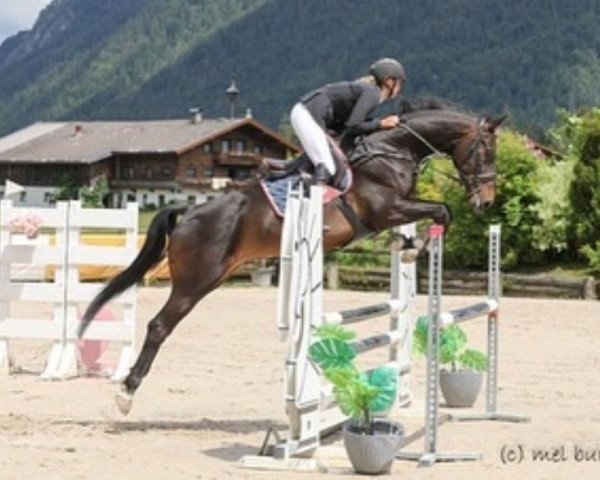 horse I'm Very Special SGT Z (Zangersheide riding horse, 2017, from I'm Special de Muze)