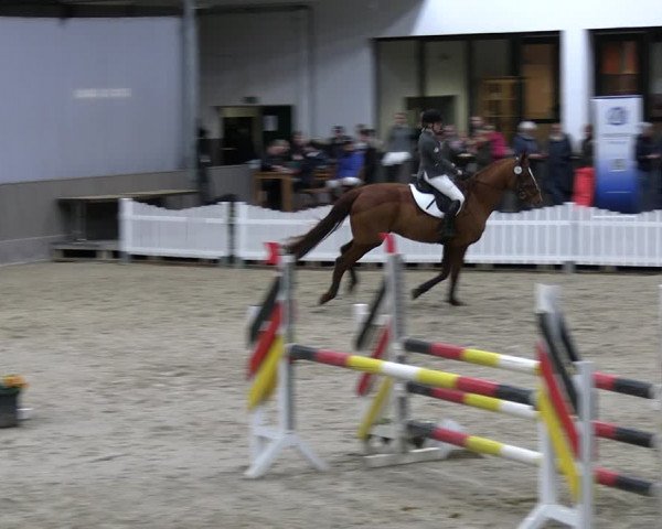 Reitturnier Münster-Handorf 2023