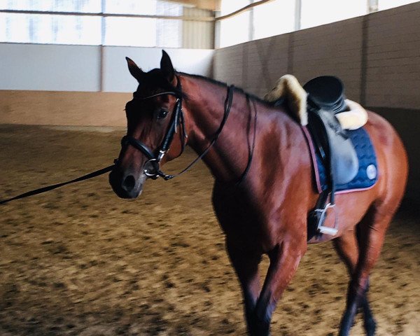 horse Fiola 124 (Hanoverian, 2016, from Tannenhof's Fahrenheit)