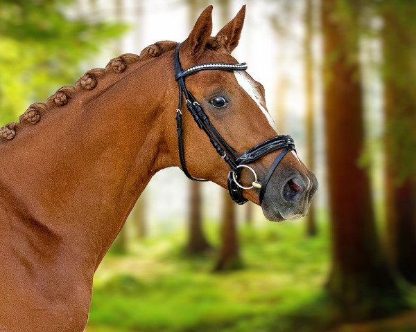 stallion Hyltonius (Trakehner, 2021, from Imperio 3)