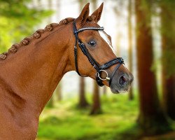 stallion Hyltonius (Trakehner, 2021, from Imperio 3)