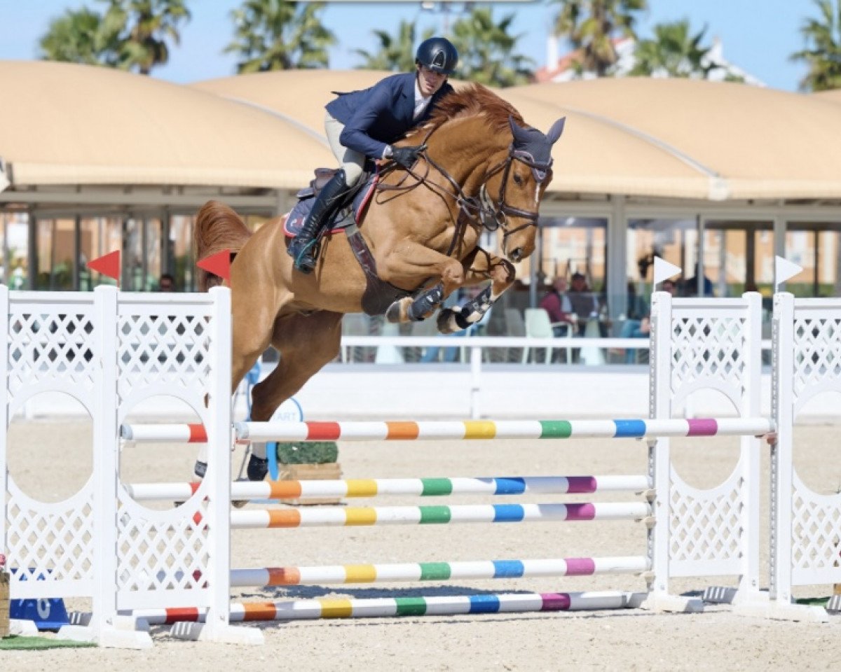 Springpferd Chef Da Wg CH (Schweizer Warmblut, 2017, von Diamant de Semilly)
