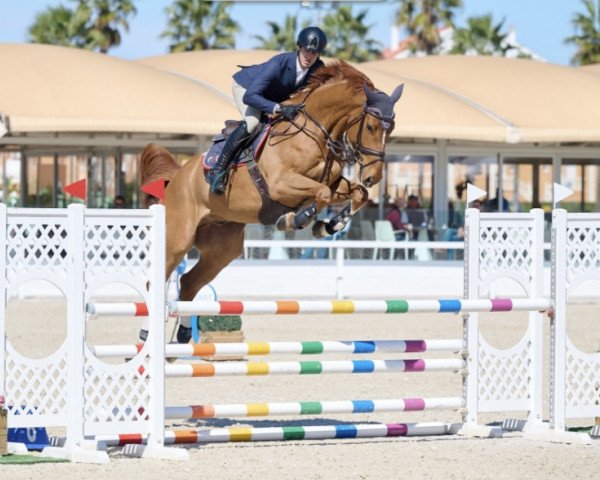 Springpferd Chef Da Wg CH (Schweizer Warmblut, 2017, von Diamant de Semilly)