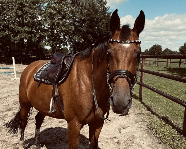 Springhest Havana Del Ron (Holstener, 2015, fra Clarimo Ask)