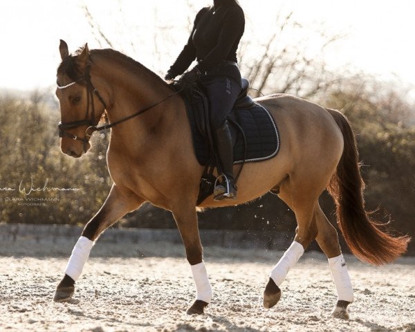 dressage horse de Candero 3 (German Riding Pony, 2018, from Dynamic Star)