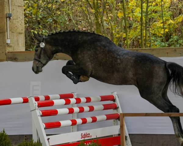 Broodmare Cocco Chanel SL (Oldenburger Jumping Horse, 2021, from Cannon Reuvekamp's Z)
