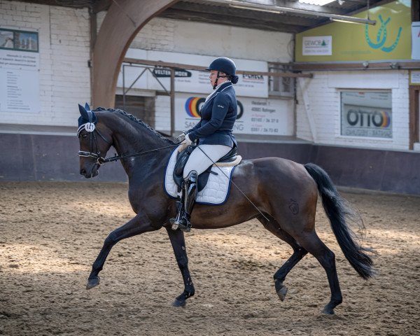 dressage horse Rocana H (Westphalian, 2013, from Rock Forever NRW)