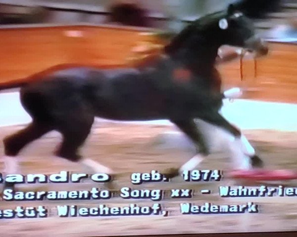 Video of Sandro