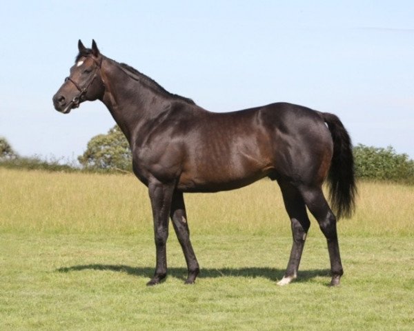 stallion Arakan xx (Thoroughbred, 2000, from Nureyev xx)