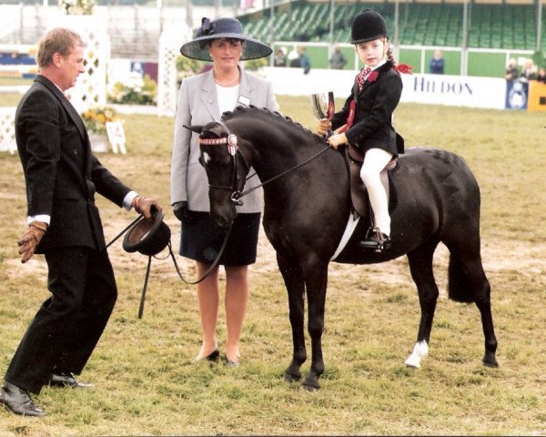 horse Cosford Perdita (British Riding Pony, 1995, from Vean Cockalorum)
