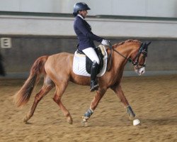 dressage horse Jonker's Kion (Nederlands Welsh Ridepony, 2019, from Jonkers' Jayden)