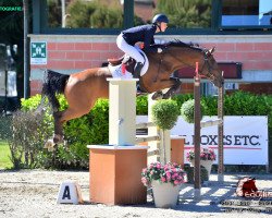 jumper Penny Lane van T&L (Belgian Warmblood, 2015, from Lavallino Ter Klomp)
