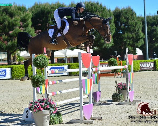 jumper Opalocka du Roton (Belgian Warmblood, 2014, from Thunder van de Zuuthoeve)