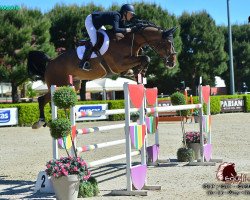 Springpferd Opalocka du Roton (Belgisches Warmblut, 2014, von Thunder van de Zuuthoeve)