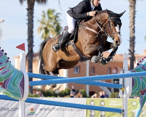 jumper Nikita du Roton (Belgian Warmblood, 2013, from Elvis Ter Putte)