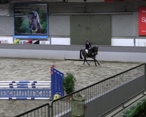 Reitturnier AZL Luhmühlen 2023