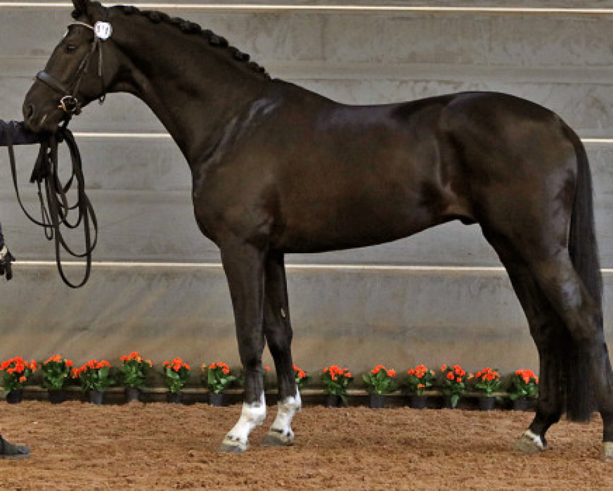 horse Strauss 210 FIN (Finnish Warmblood, 2013, from San Amour I)