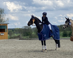 dressage horse Rising Sun 111 (Oldenburg, 2012, from Louis de Funes 4)