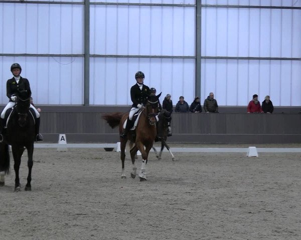 Reitturnier Münster-Handorf 2023