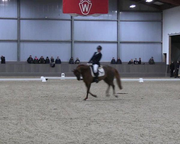 Reitturnier Münster-Handorf 2023