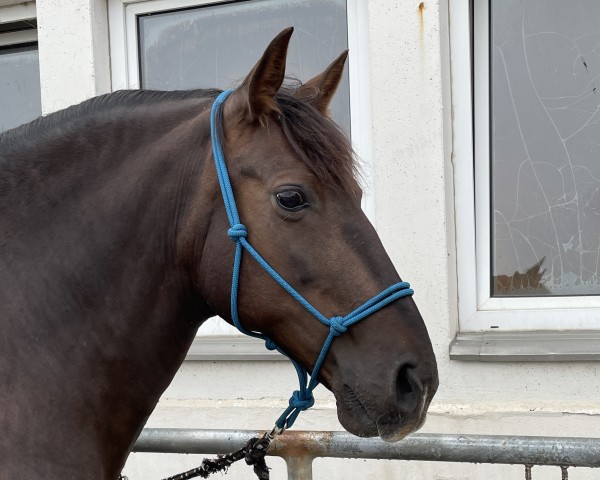 broodmare Libelula de Garrocha (Pura Raza Espanola (PRE), 2011, from Genesis Mor I)