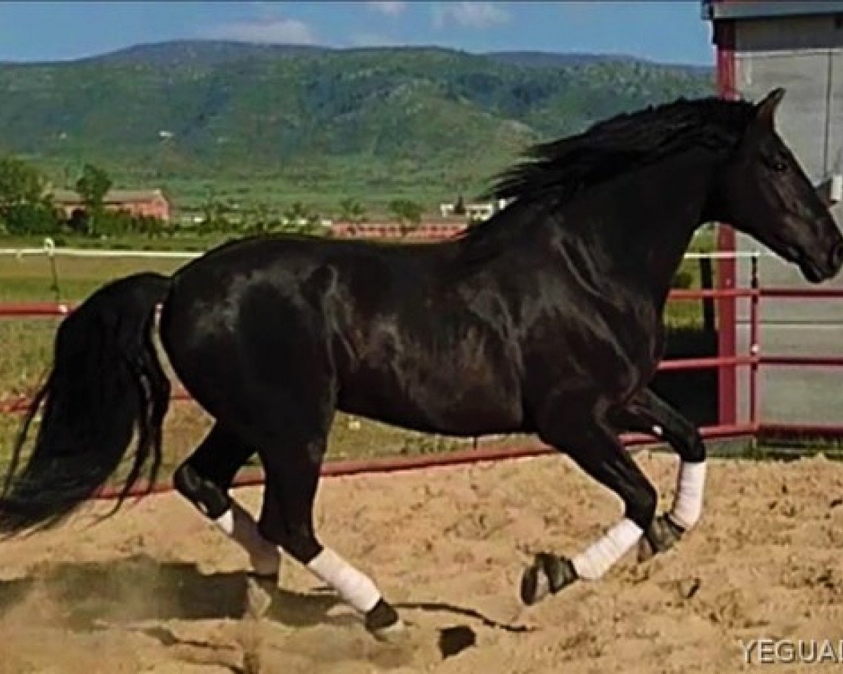 stallion Crisonto GG (Pura Raza Espanola (PRE), 2011, from Cacique IX)