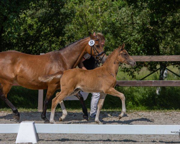 horse Richters Charming Grace (German Riding Pony, 2023, from FS Next Diamond)