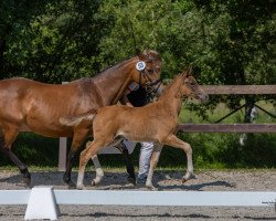 Pferd Richters Charming Grace (Deutsches Reitpony, 2023, von FS Next Diamond)