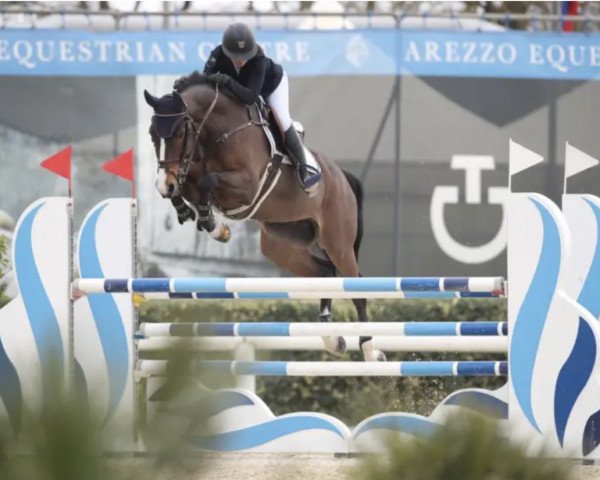 Springpferd It'S Me D'Hof-Ten-Bos (Belgisches Warmblut, 2014, von Bisquet Balou C)