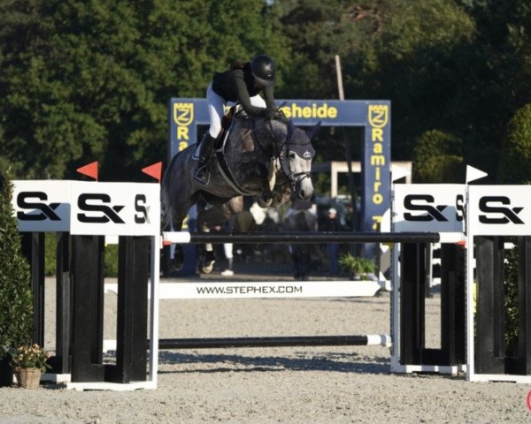 jumper Copyright Cicero Z (Zangersheide riding horse, 2016, from Cicero Z van Paemel)