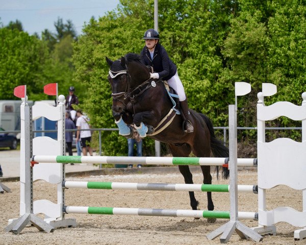 jumper Coolman 90 (German Sport Horse, 2014, from Chilensky Jra)
