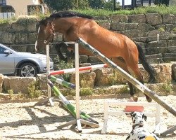 jumper Senta Gold (Oldenburg show jumper, 2019, from San Giovanni)
