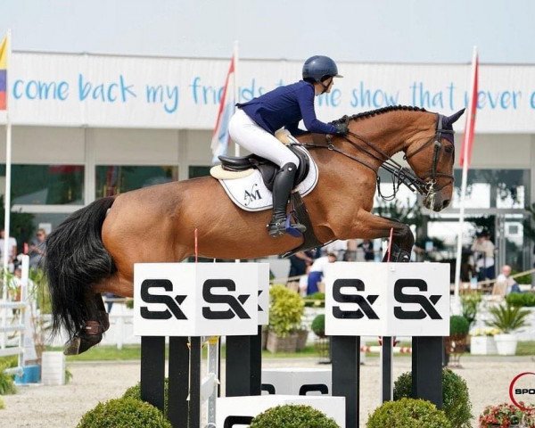 jumper Chacha (Czech Warmblood, 2008)