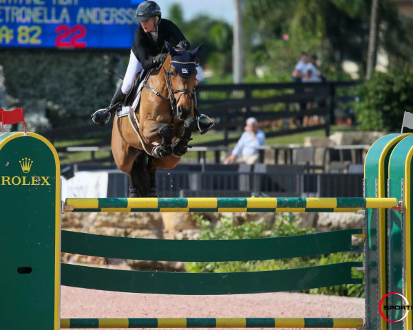 jumper Doryane Hdh (KWPN (Royal Dutch Sporthorse), 2008, from Guccio)