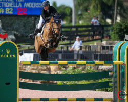 broodmare Doryane Hdh (KWPN (Royal Dutch Sporthorse), 2008, from Guccio)