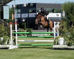 jumper Bad Boy des Hurlevents Z (Zangersheide riding horse, 2015, from Boyfriend du Seigneur)