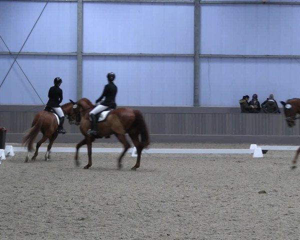Reitturnier Münster-Handorf 2023