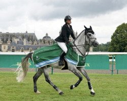Springpferd Cohinoor 4 (Holsteiner, 2011, von Corrado I)
